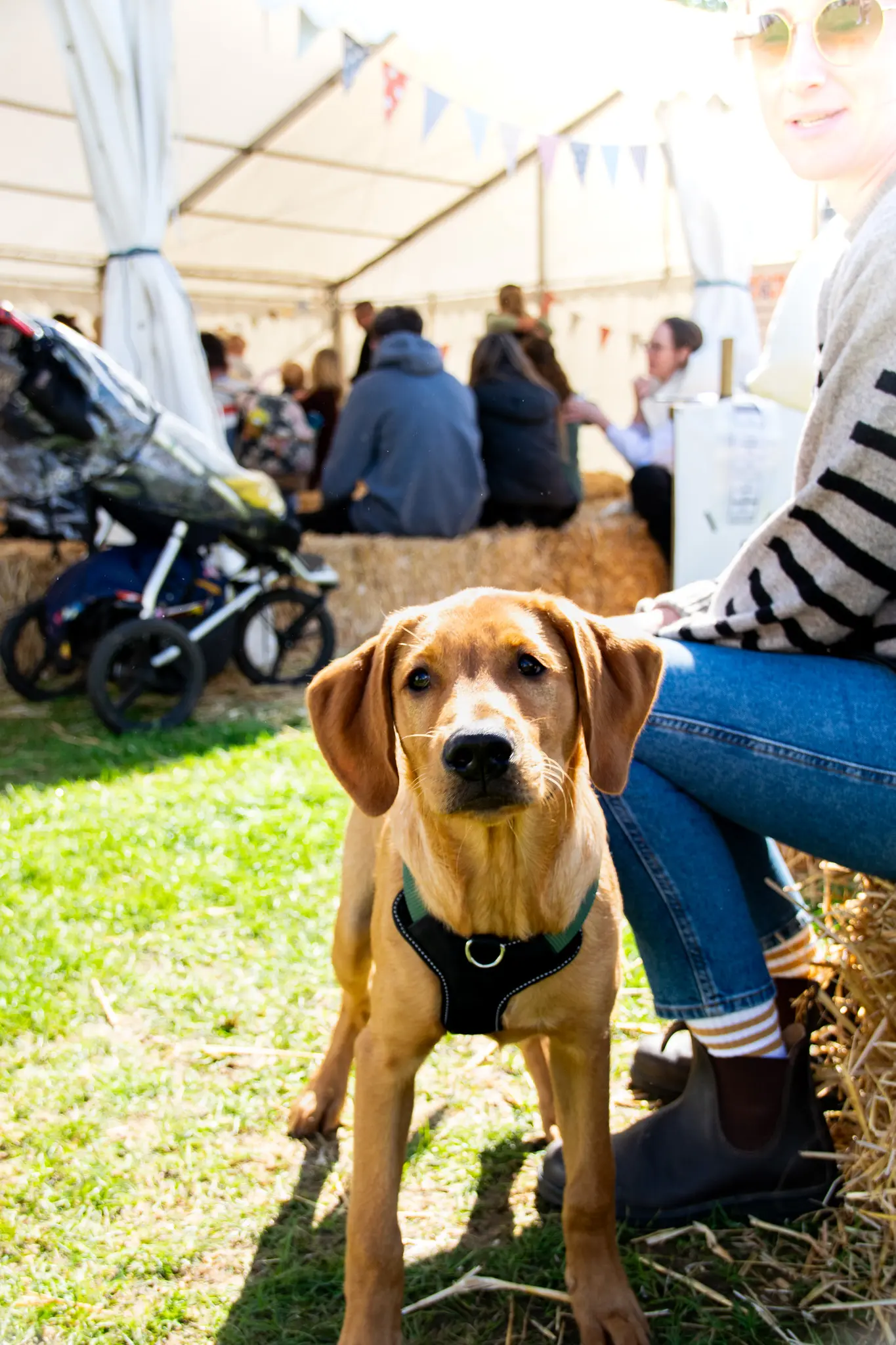 Cute puppy in grassy area